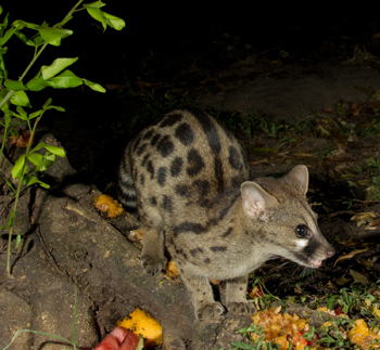 genet